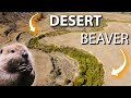 How Beavers Are Restoring Wetlands In North American Deserts