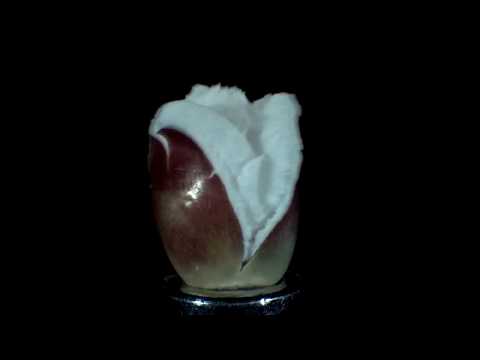 Popcorn popping in slow motion (60FPS)