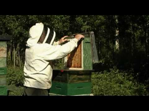 Skattning med biblås i Södermanland