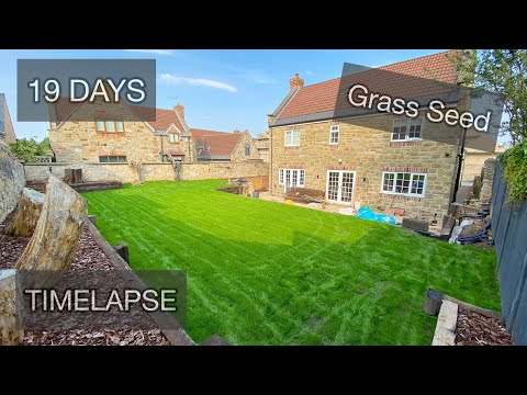 19 Days from Seeding to First Cut - **Timelapse**