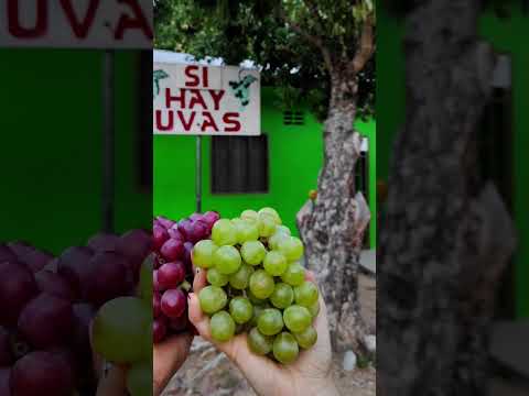 el viñedo del Huila el municipio de Tello las mejores uvas y el mejor pueblo del Huila