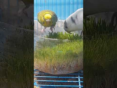 love birds eating grass