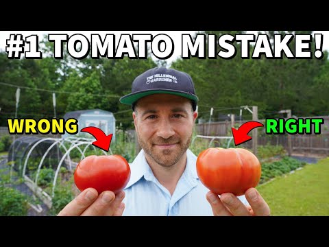 You're Picking Tomatoes WRONG: NEVER Vine Ripen A Tomato Again!