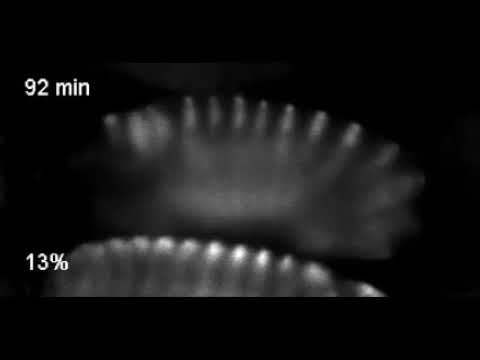 Effect of localized hypoxia on Drosophila embryo development