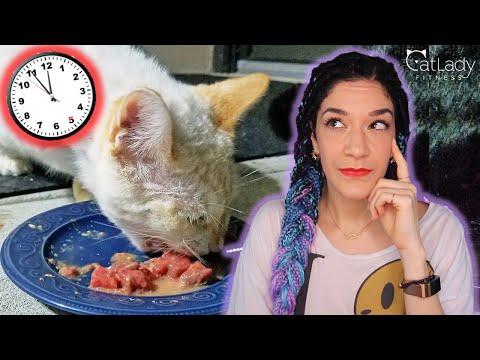YouTube video about: How long can I leave raw cat food out?