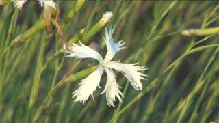 HÍREK A TERMÉSZETBŐL