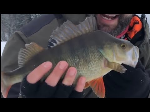 Ahvenen pilkintä - Jigipilkintä - Ahven - Jasu -Pilkkijigi - Kaikuluotain - Eumer Fishing