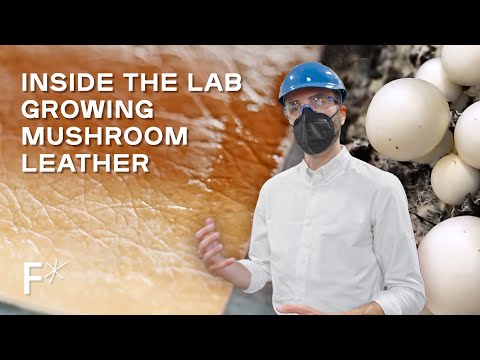 See Inside the Lab Growing Mushroom Leather | Freethink*