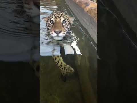 Coisa mais linda 😍 #foryou #suncats #foryoushorts #pets #petshub #cat #petsunited #petlove #pet