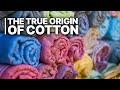 The True Origin Of Cotton The Dirty Secret Behind Ethical Cotton Labels