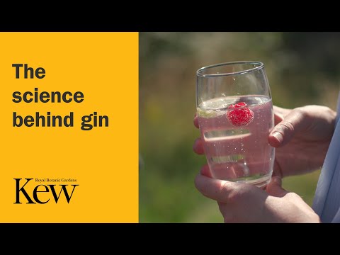 The science behind gin