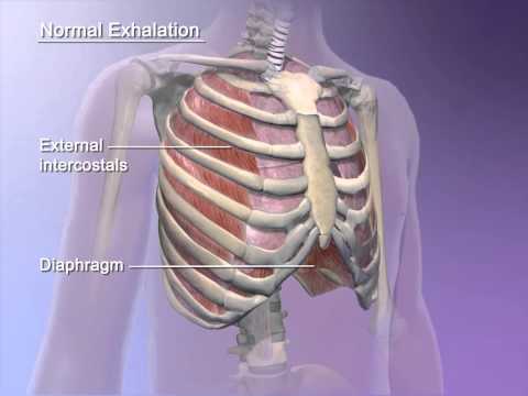 Learn@Visible Body - Pulmonary Ventilation