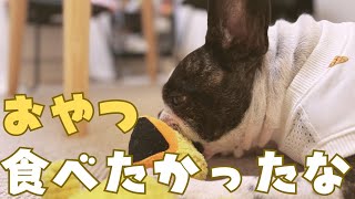 何か食べれると思って勘違いしたフレブが暴れてましたw