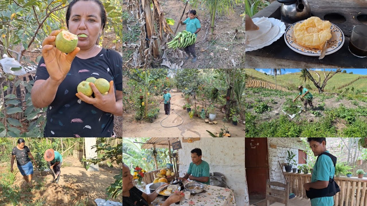 dia produtivo no sítio café da manhã  presente pra o Aldo + pratando no galinheiro e colheita