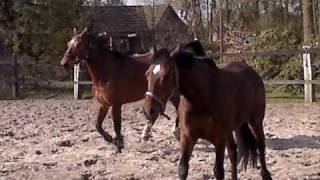 Verena , Jacqueline , Magenta und Sputnik beim Stall Bischoff