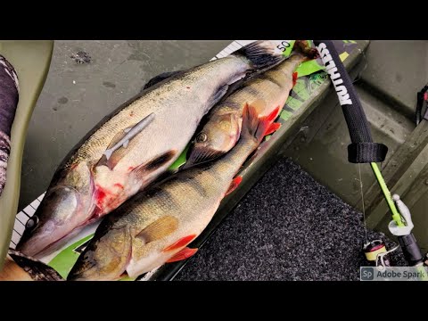 KESKIVERTOA KEHNOMPI KALASTUSREISSU | KUHA, AHVENTA JA KAIKENKOKOSTA HAUKEA JIGILLÄ!