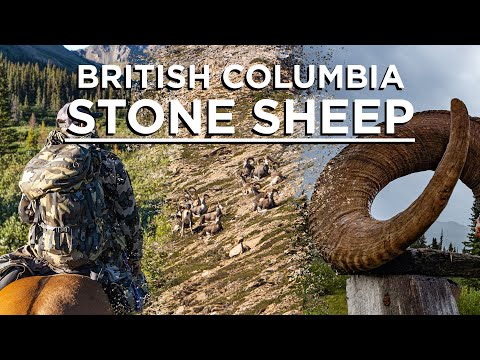 Stone Sheep in British Columbia - Bob's 3rd Sheep for his Sheep Slam