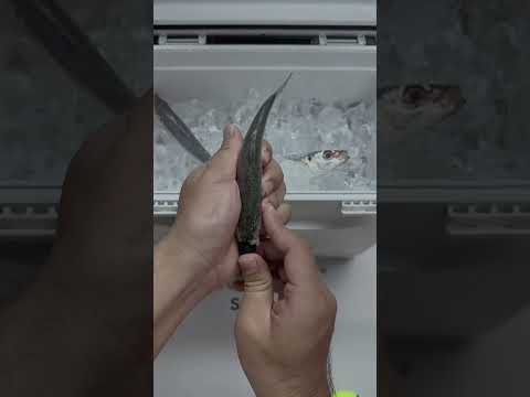 #fishing #fish #carpfishing #anglerlife #bassfishing #catchandrelease #outdoors #⃣ #carp