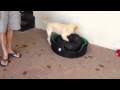Dog Humping His Bed