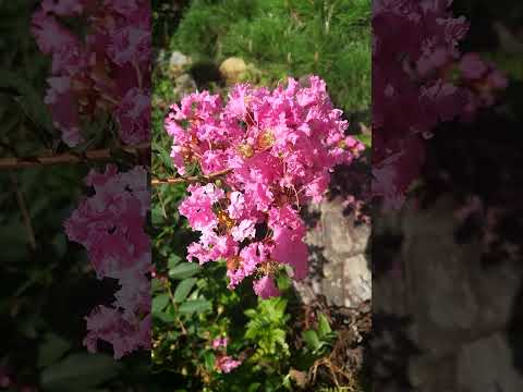 白い花が咲き、蝶を惹きつける豊富な花を咲かせる低木