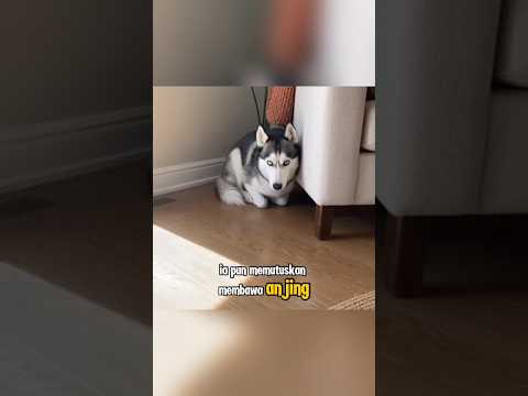 Anjing itu Di Tinggalkan