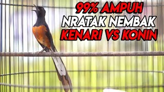 Download lagu Murai batu nembak isian KENARI KONIN memancing NGAMUK langsung ikut BONGKAR ISIAN mp3 Download lagu Murai batu nembak isian KENARI KONIN memancing NGAMUK langsung ikut BONGKAR ISIAN mp3