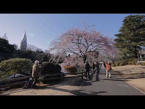 4K・ 【4K】Shinjuku Park walk in the end of February