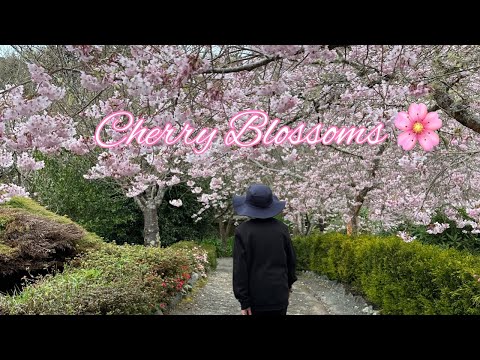 Aston Norwood Gardens | Blossom Valley with Sakura cherry blossoms Japanese inspired