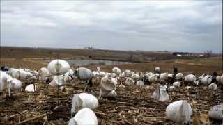 preview picture of video '1 OF 3, DECOYING MONSTER SNOW GOOSE FLOCK SERIES, SNOWGOOSESPECIALIST.COM.wmv'