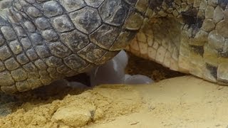 preview picture of video 'La ferme aux crocodiles-2  - Ponte  d'une femelle Crocodile du Nil'