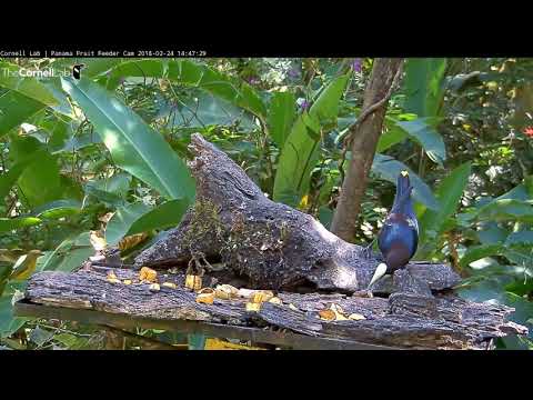 Video 2018 02 24 142552 Three different Chestnut headed Oropendola edit