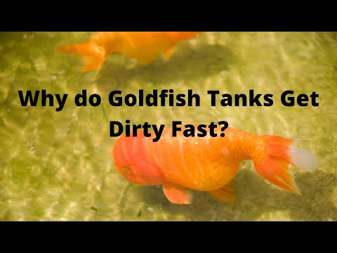 Why do Goldfish Tanks Get Dirty Fast? - How to Get Rid of Algae?