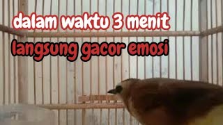 Download lagu Dalam Waktu 3 Menit Pancingan Jitu Trucukan Ngriwik Ropel Bikin Trucuk Lain Langsung Nyaut Emosi mp3