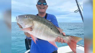 Mutton Snapper in Shallow Water Key Largo Patch Reefs