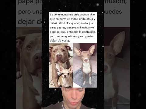 Conoce la inesperada mezcla de pitbull y chihuahua.