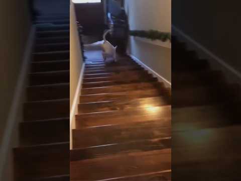 HUND SPRINGT TREPPE RUNTER😂DOG JUMPS DOWN STAIRS😂 #dog #dogs #meme #hund #funny