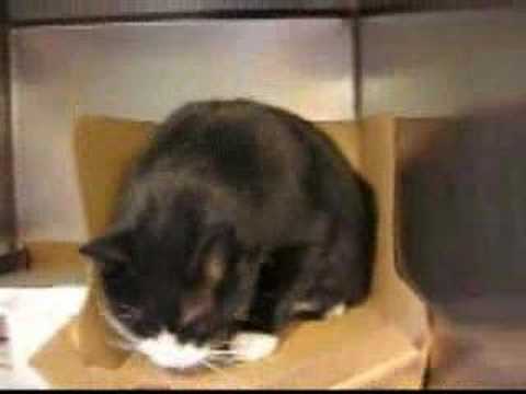 Panda the Ragdoll Cat (RIP)