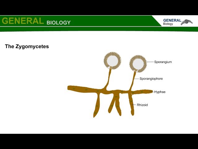 Videouttalande av Zygomycetes Engelska
