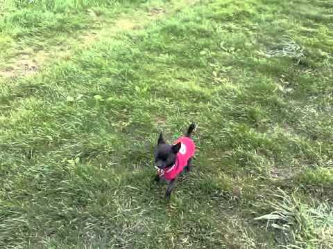 Flint & Oskar at start point of Epsom Derby