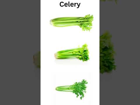 A grade green superior fresh celery, packaging type: carton,...