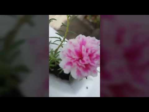 DƯỚI GIÀN HOA CŨ