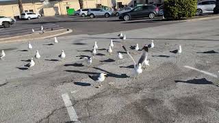 Cat TV for Cats to Watch - Cute Seagulls and Pigeons