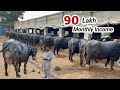 Sana Ullah Bhinder Dairy Farm Ll Buffalo Dairy Farming Business