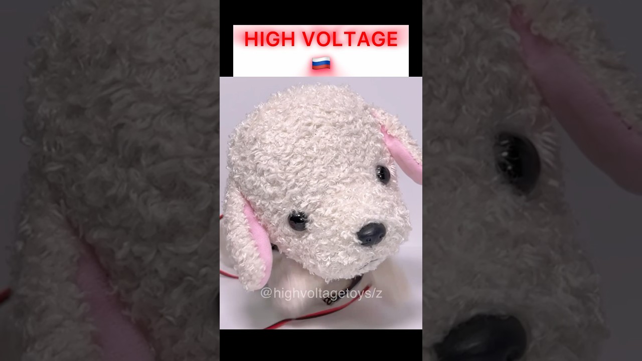 Japanese🇯🇵 and Russian🇷🇺 Cute Dog