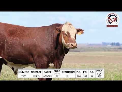 TAT 7195 – CABAÑA LA FE – BRAFORD
