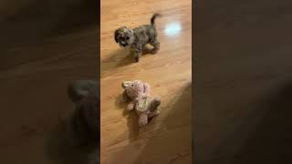 Cockachon Puppies Videos