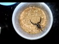 Scorpion in Action (Longi) 