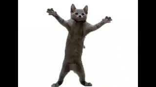 Cover art for cat boi