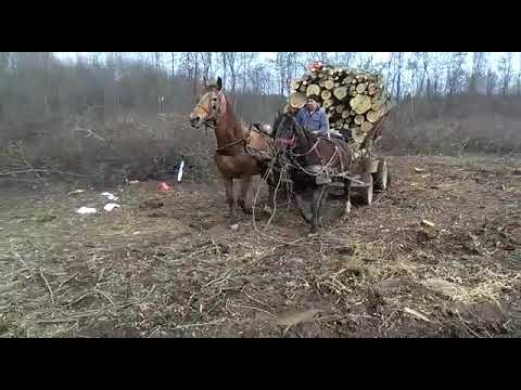 Florian de la plataresti