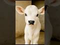 INDIA S TINIEST COW BREED The Punganur Baby Cow